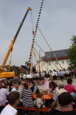 Maibaum 2013